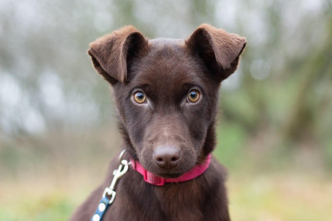 Chiens à adopter